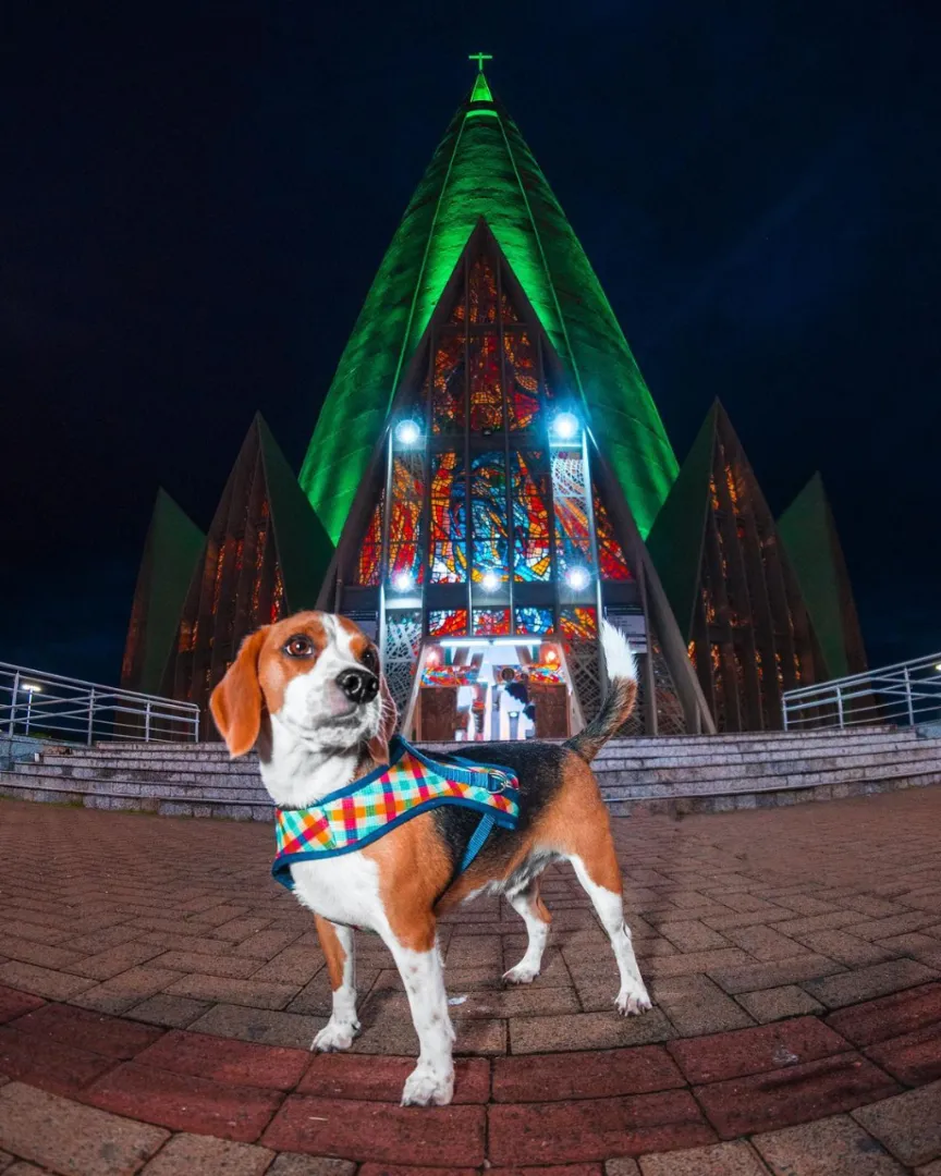A catedral de Maringá é um lugar de fé e espiritualidade. Mas também é um lugar para a amizade e a diversão, como mostra este cachorrinho.