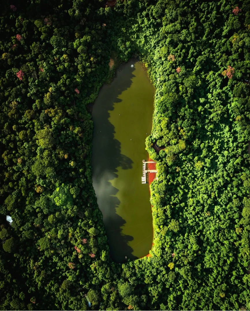 A geometria sutil da natureza, onde a água contorna o coração da mata.