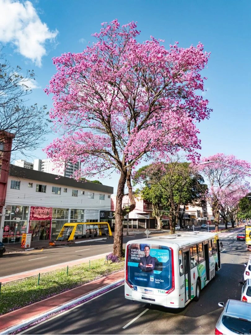 Enquanto a cidade segue seu ritmo, os ipês transformam o caminho em um espetáculo de cores. 26/07/2026