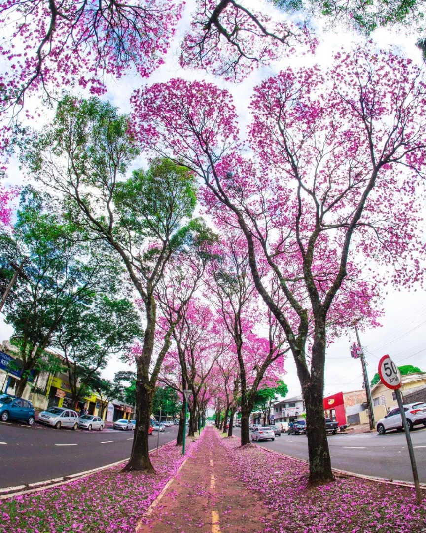 Espetáculo de beleza proporcionado pela florada dos ipês roxos na Av. Mandacaru, em Maringá.24/07/202