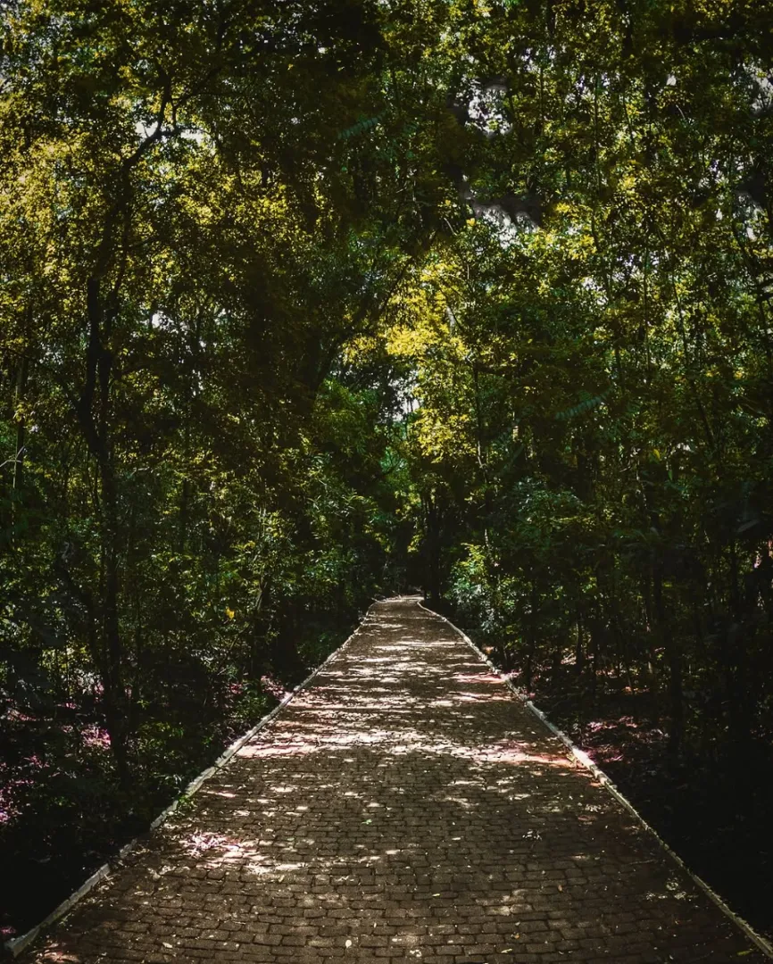 Um caminho de paz entre as árvores no coração de nossa cidade.