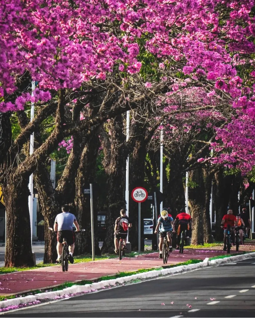 Alguns dos muitos ipês roxos que colorem a cidade, mostrando sua beleza e destaque.