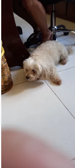 Amora