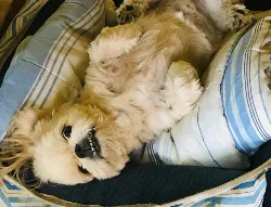 ATOM
