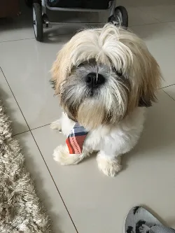 BoB