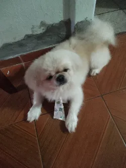 Bolinha