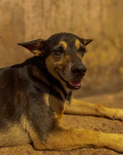 Cachorro de Rua