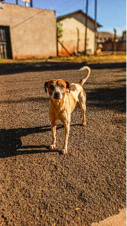 Cachorro de Rua