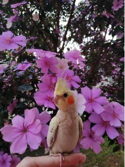 Chico