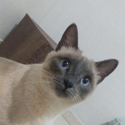 Cissa