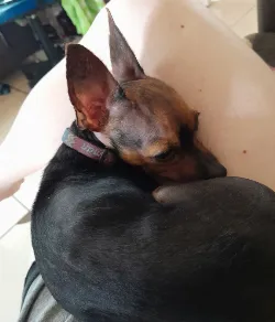 Filó