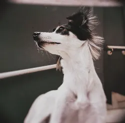 Filomena