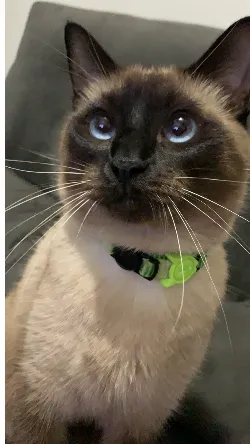 Frederico