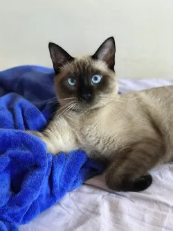 Frederico