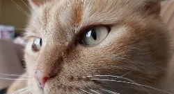 Fubá