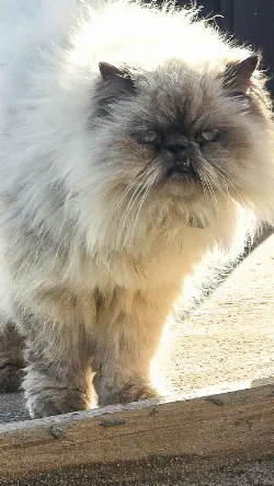 Bichento