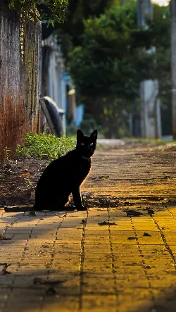 Gato de Rua