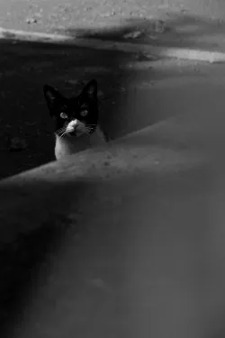 Gato