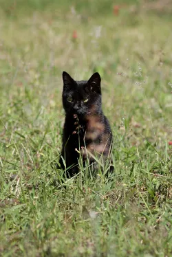 Gato