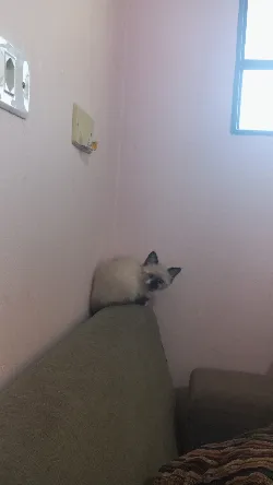 Jujuba