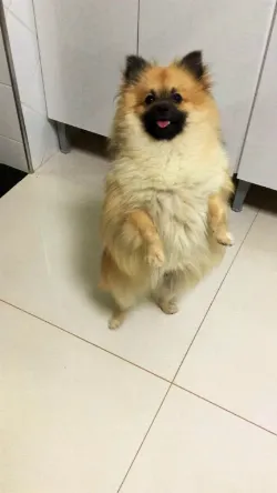 KIKO