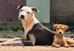Lassie e Megui