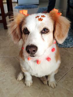 Laylla