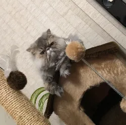 Miá