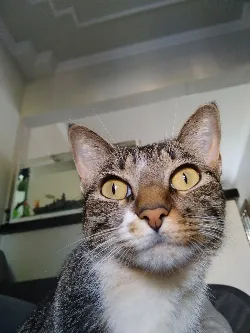 MiA