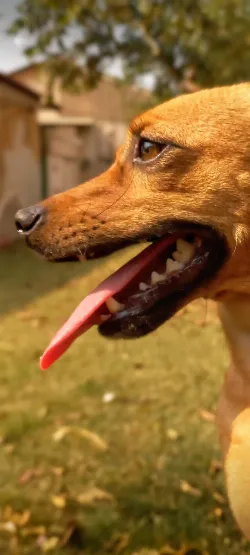 Nina