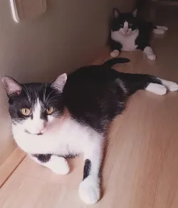 Nino e Lucas