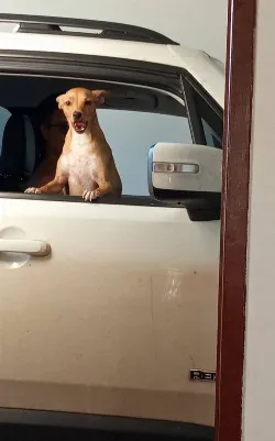 Pipoca