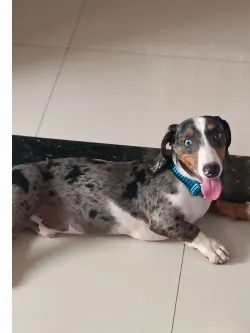 Popoca