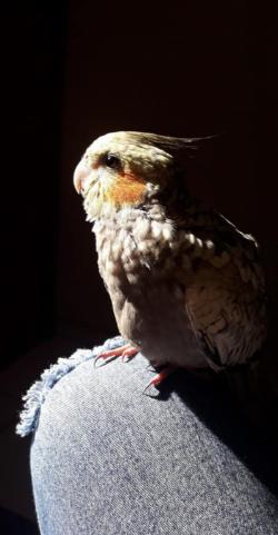 Theodoro
